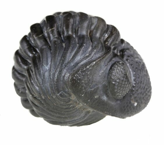 Wide Enrolled Pedinopariops (Phacops) Trilobite #56535